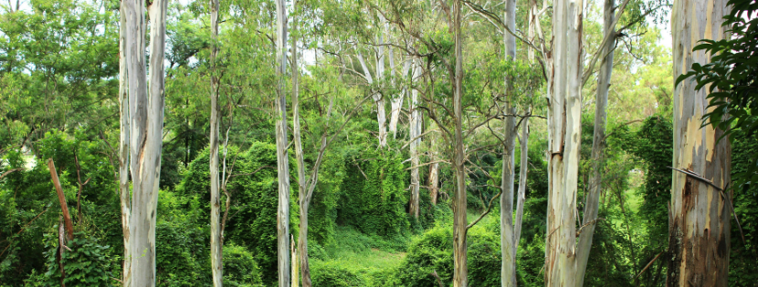 Tall eucalyptus trees surrounded by dense green undergrowth in a forest setting.